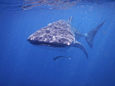 swimming whale shark